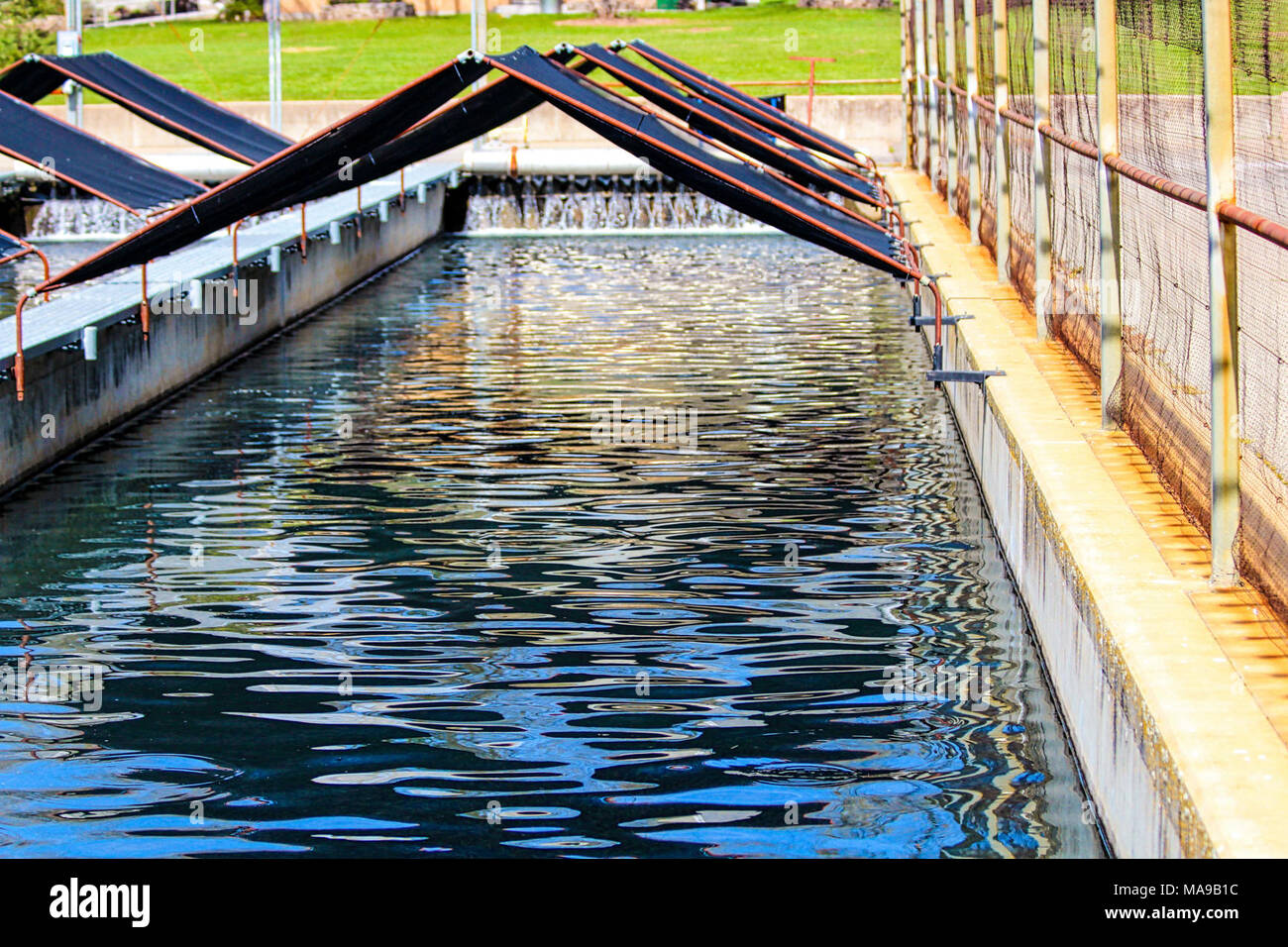Coleman National Fish Hatchery Stock Photo Alamy