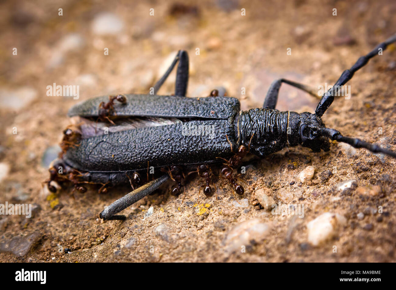 Ants eating dead insect hires stock photography and images Alamy