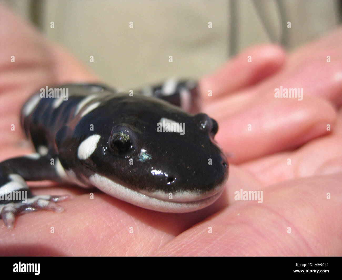 Endangered California Tiger Salamander Stock Photo - Alamy