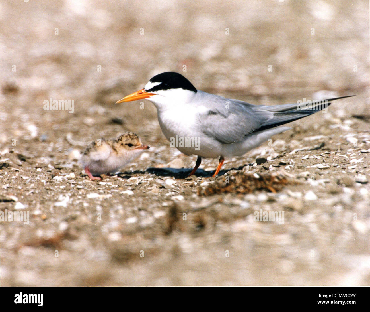 Federally endangered California least tern adult. In 2014, Air Force staff and partners successfully restored 50 acres of coastal beach and dune habitat to benefit at-risk coastal species including the Western snowy plover and California least tern, resulting in a significant increase in nesting success compared to previous years. This coastal restoration effort will expand to around 300 acres through 2019.     In 2014, California least terns were observed in the restored area, teaching their fledglings to fish in the adjacent Santa Ynez River estuary. Stock Photo
