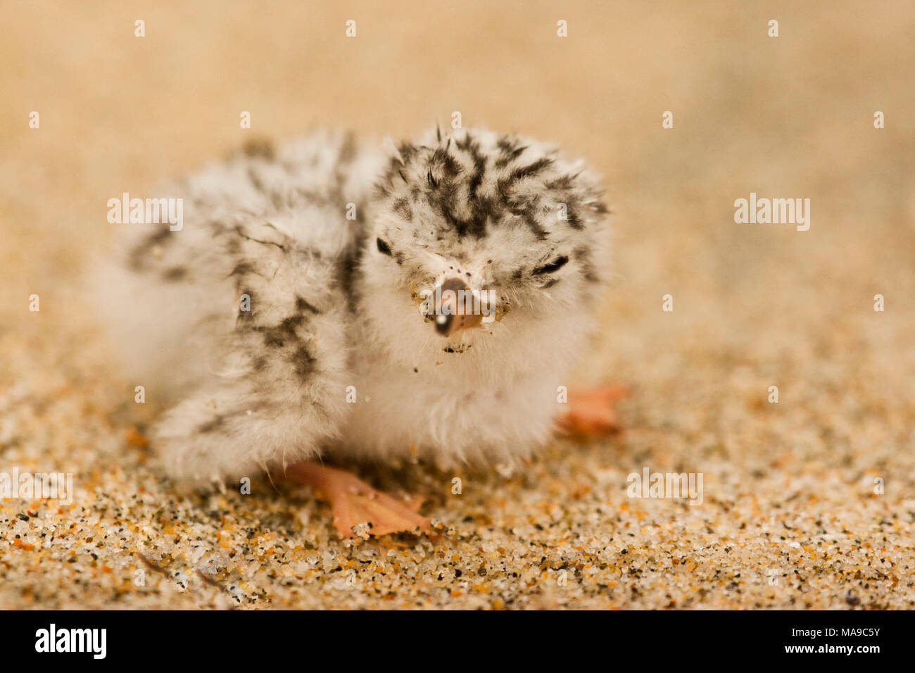 Federally endangered California least tern chick. In 2014, Air Force staff and partners successfully restored 50 acres of coastal beach and dune habitat to benefit at-risk coastal species including the Western snowy plover and California least tern, resulting in a significant increase in nesting success compared to previous years. This coastal restoration effort will expand to around 300 acres through 2019.         In 2014, California least terns were observed in the restored area, teaching their fledglings to fish in the adjacent Santa Ynez River estuary. Stock Photo