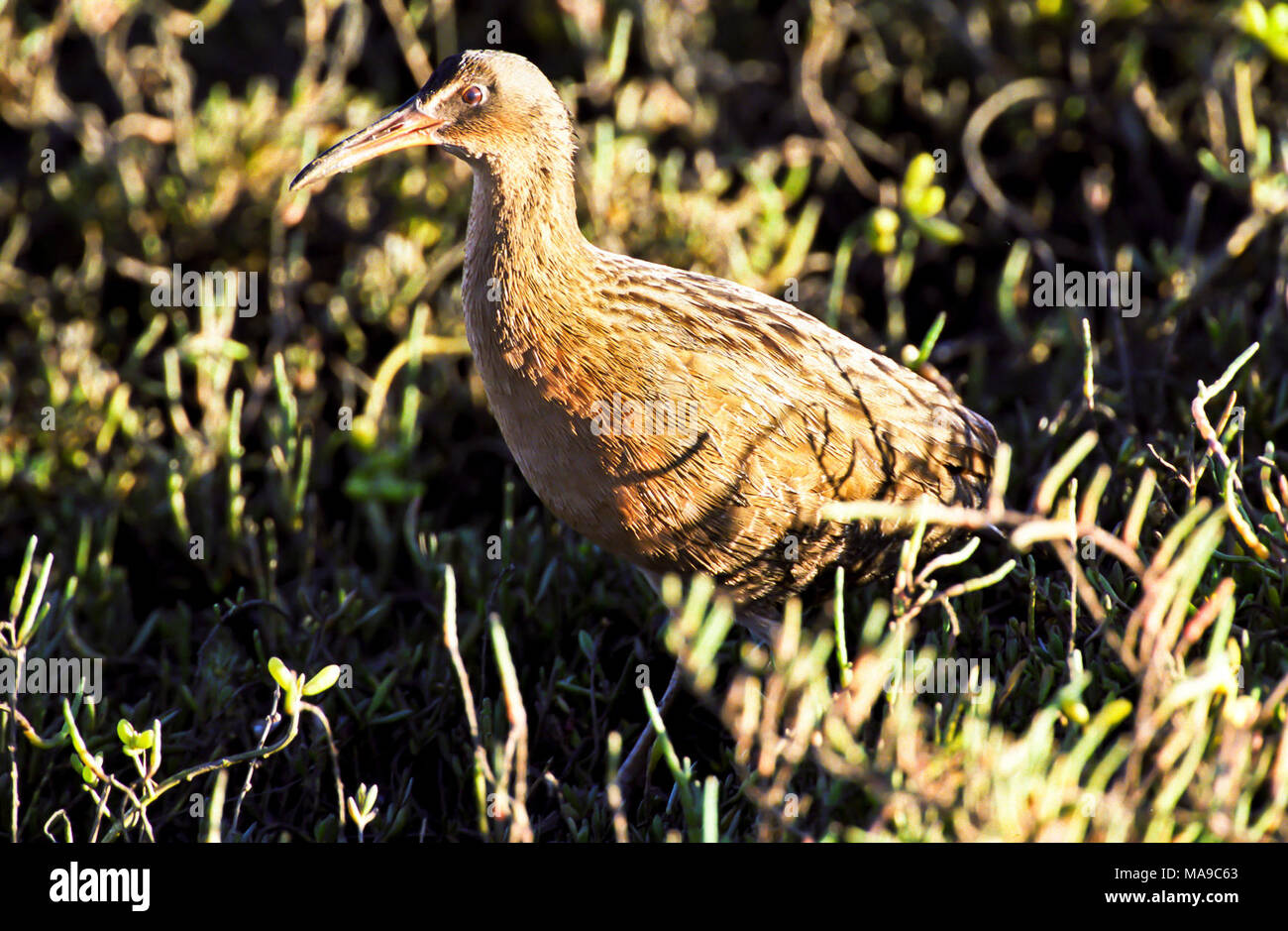 Endangered Rails Federally endangered Light-footed clapper rail (adult) in the salt ...