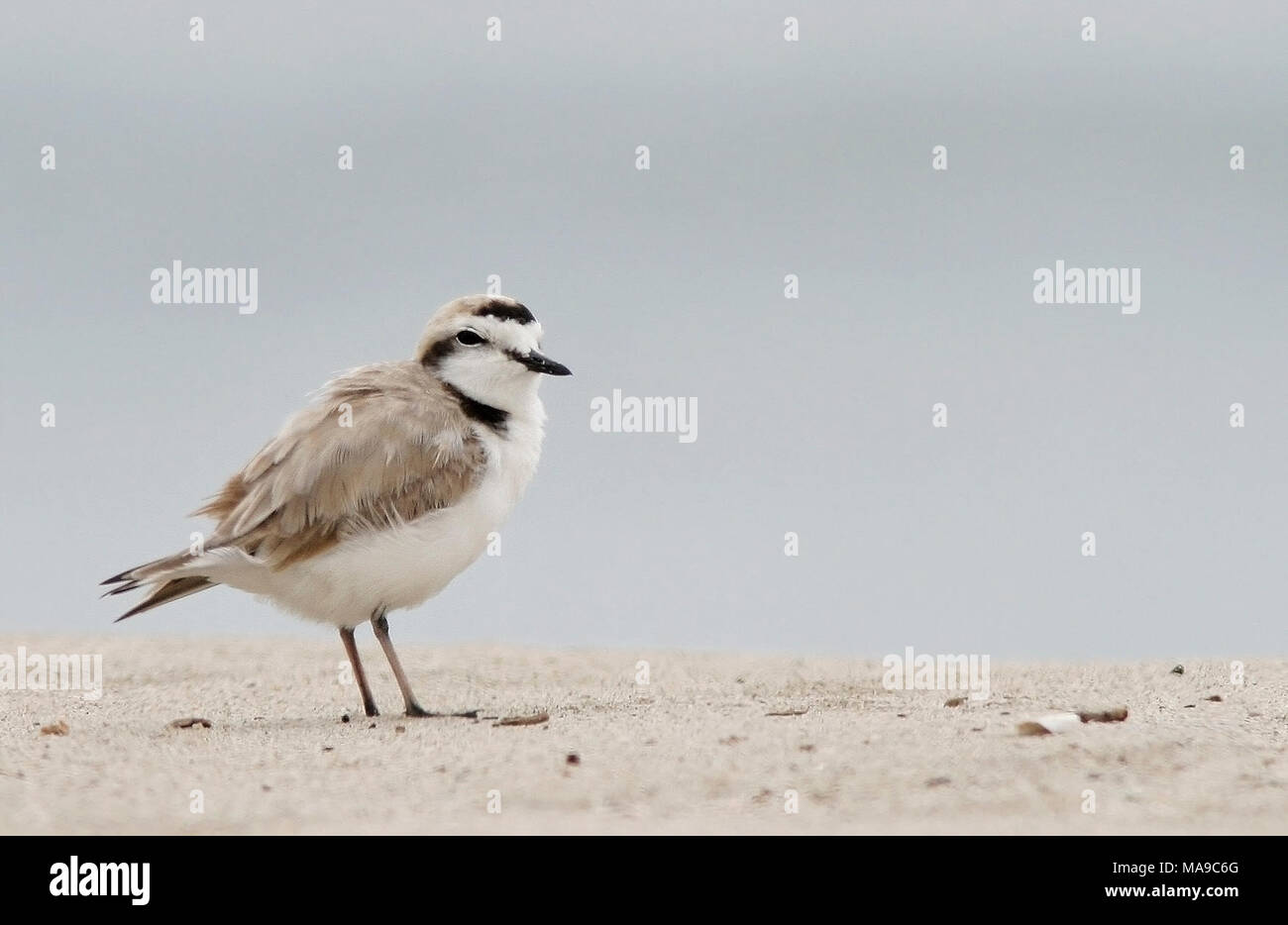Federally Threatened Western snowy plover. The Western snowy plover is federally listed under the Endangered Species Act of 1973 as threatened and is a Bird Species of Special Conservation Concern in California.     In 2014, Air Force staff and partners successfully restored 50 acres of coastal beach and dune habitat to benefit at-risk coastal species including the Western snowy plover and endangered California least tern, resulting in a significant increase in nesting success compared to previous years. This coastal restoration effort will expand to around 300 acres through 2019. Stock Photo