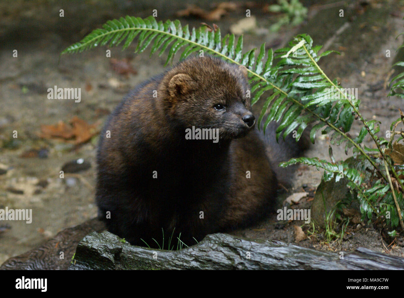 Fisher Cat High Resolution Stock Photography And Images Alamy