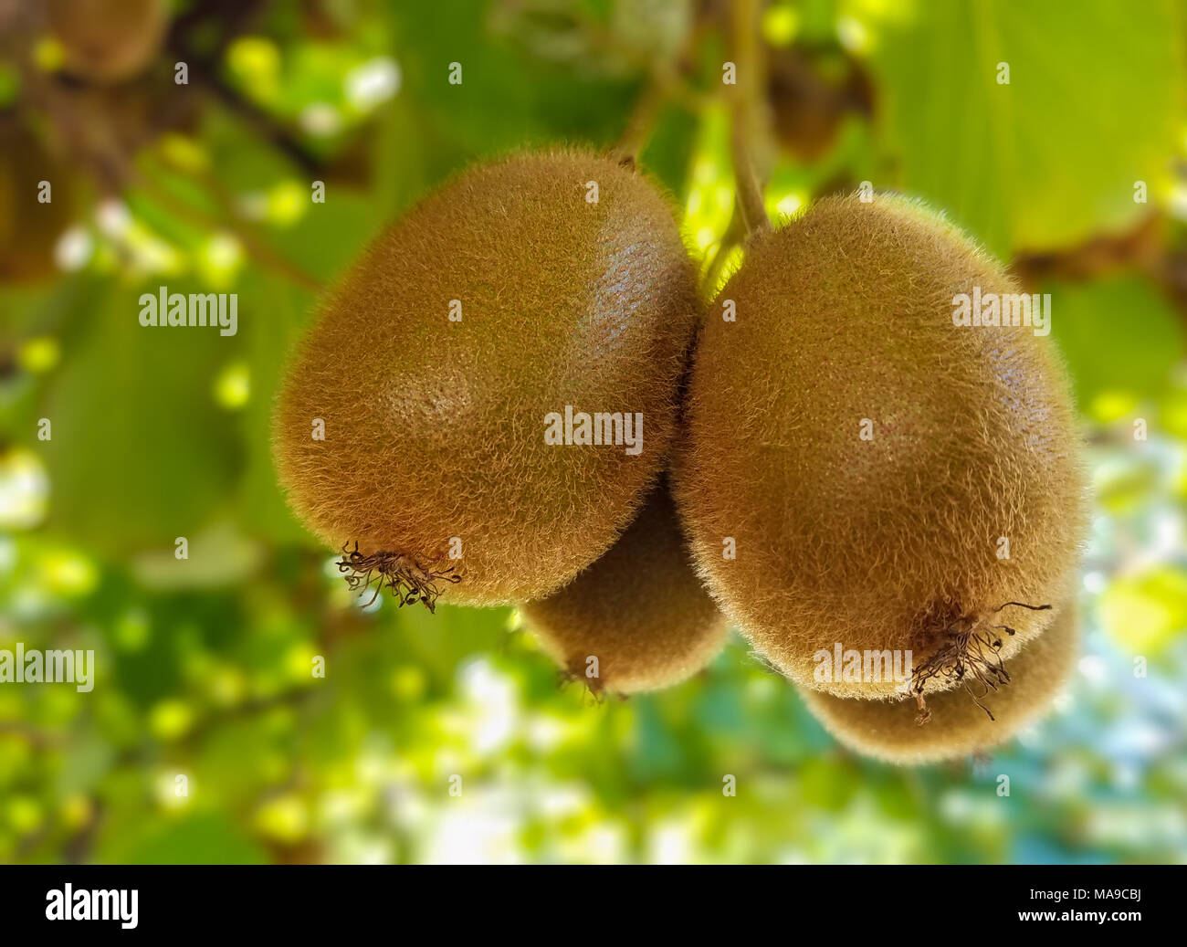 Kiwi fruit tree hi-res stock photography and images - Alamy