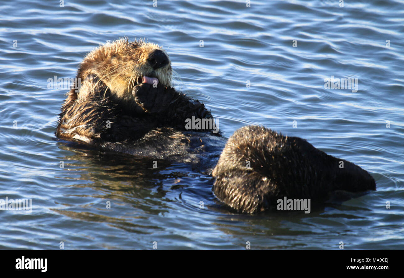 Grooming sea otter. Sea otters have the densest fur in the animal kingdom,  ranging from 250,000 to a million hairs per square inch, which insulates  them and maintains warmth. Unlike other marine