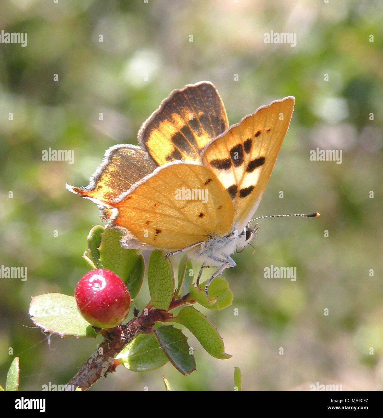 https://c8.alamy.com/comp/MA9CF7/hermes-copper-butterfly-hermes-copper-butterfly-is-found-primarily-in-san-diego-county-california-with-a-few-records-of-the-species-documented-in-baja-california-mexico-it-inhabits-coastal-sage-scrub-and-southern-mixed-chaparral-and-lays-its-eggs-on-its-larval-host-plant-spiny-redberry-MA9CF7.jpg