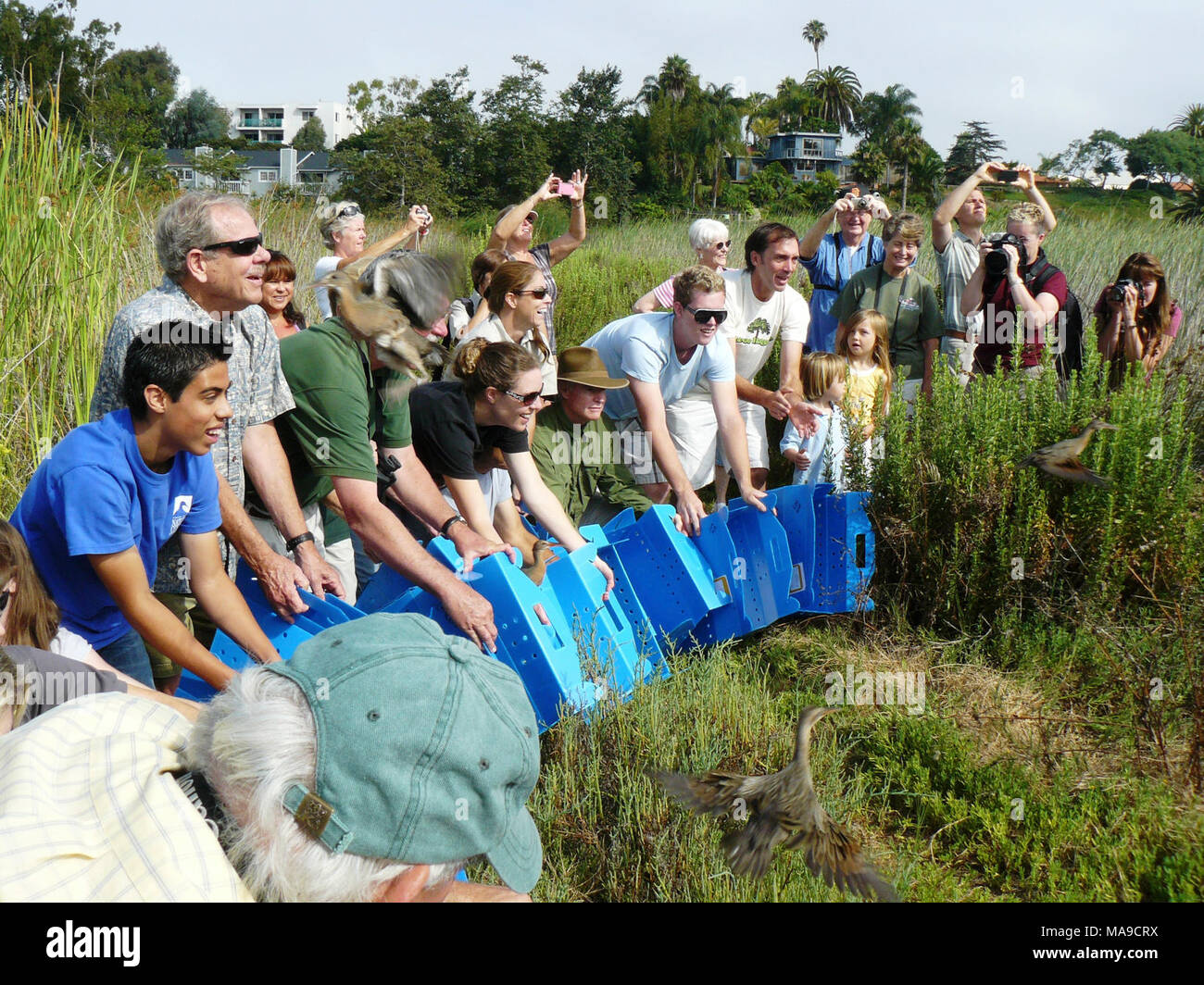 Endangered Rails Light-footed clapper rails released. Fifteen endangered light-footed ...