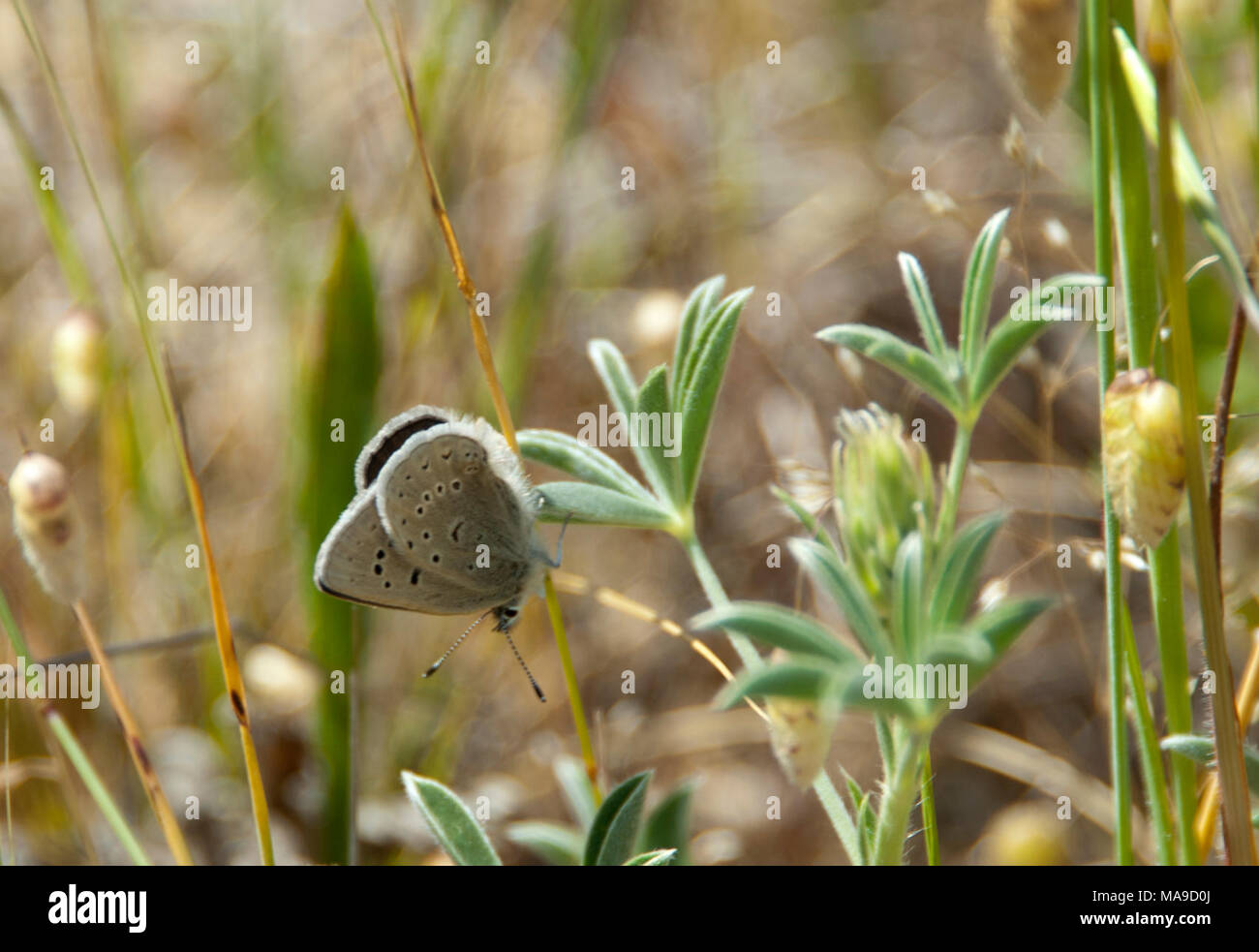 Mission Blue Butterflyfemale. The endangered Mission blue butterfly