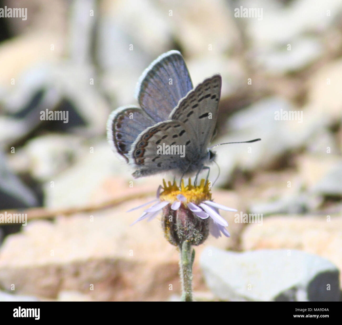 Mt Charleston Blue Butterfly. Stock Photo