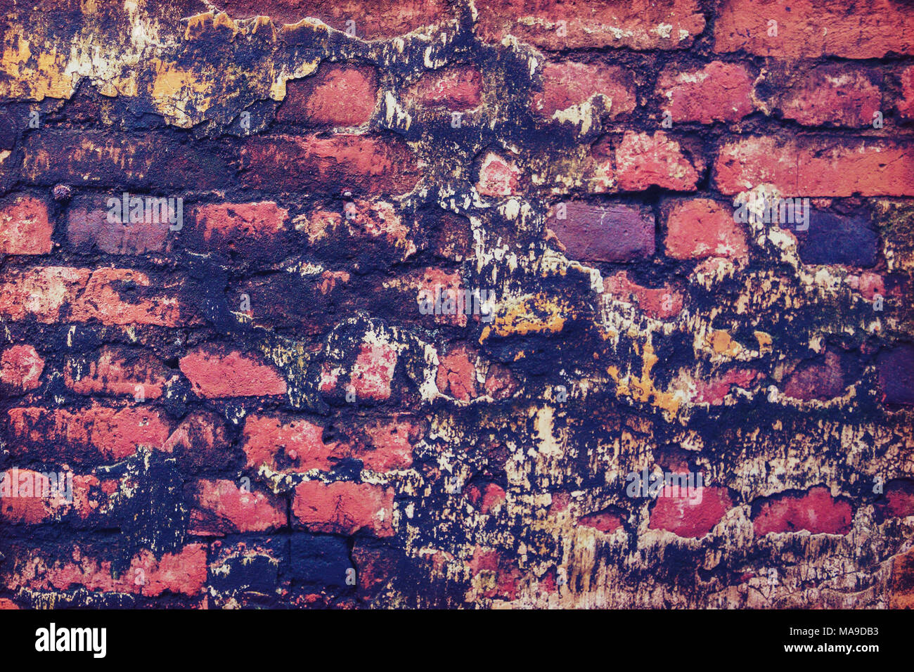 Background old red brick with mold. Old, decayed wall with peeling