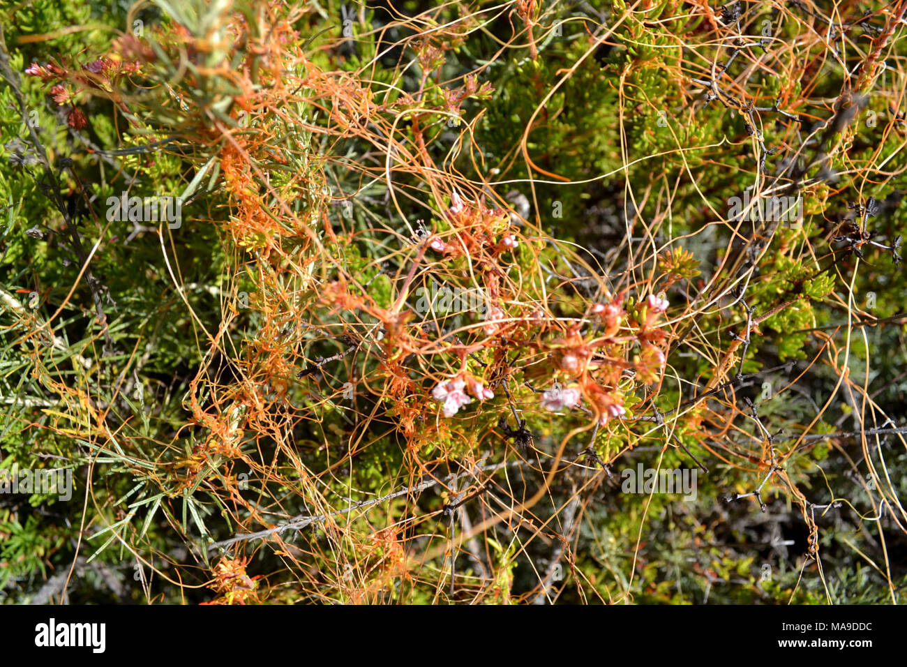 Parasitic dodder in bloom (Cuscuta pacifica). This subspecies of dodder is found on only salt marsh plants.  Dodder is an unmistakable mesh of bright, thread-like orange branching, with no ground contact.  It gets its water from attaching its roots to other plants.  The tiny light pink blooms are its flowers. Interesting fact: this plant lacks chlorophyll! Stock Photo