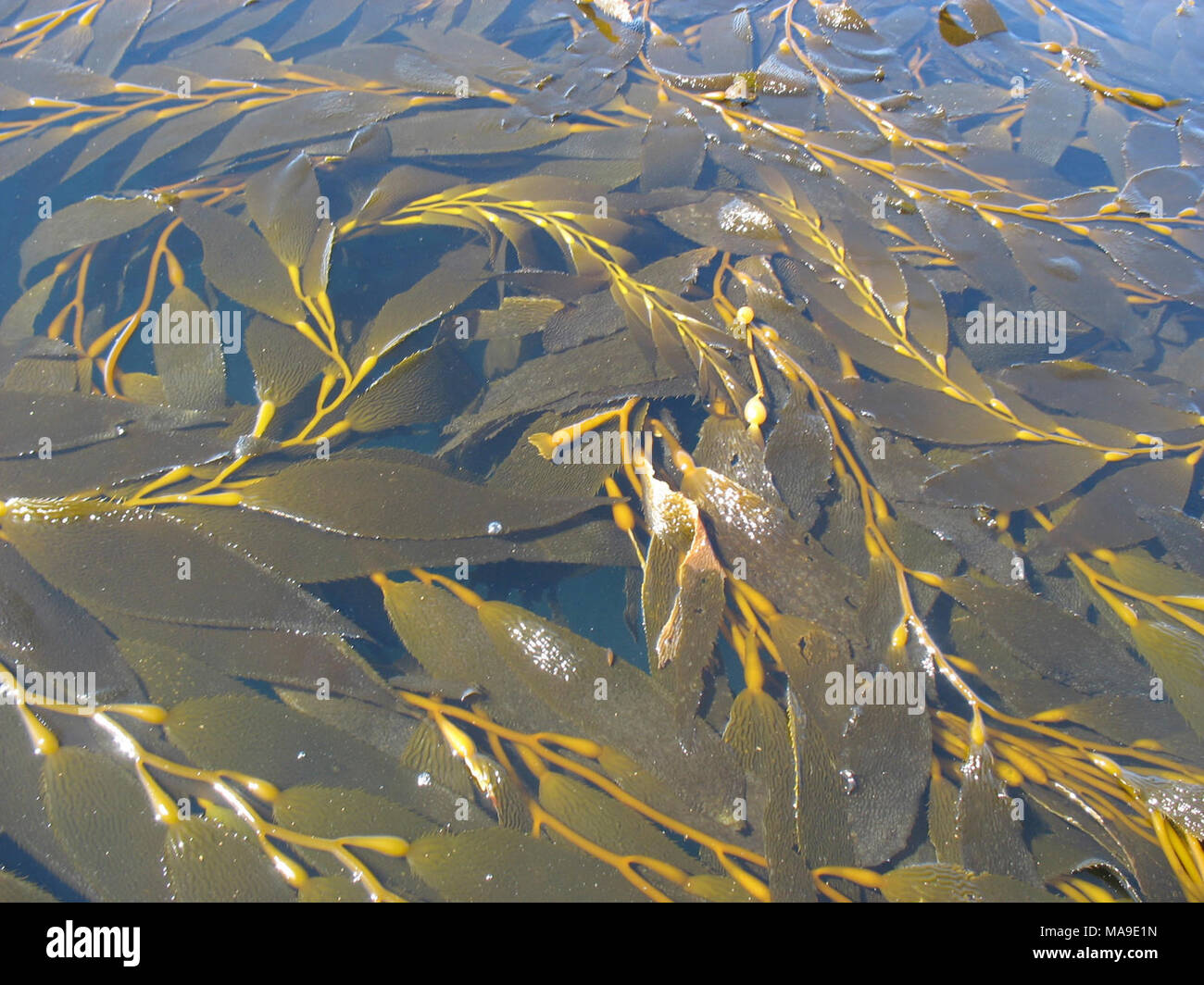 Refuge for otters. Kelp forests provide refuge for sea otters, gamefish