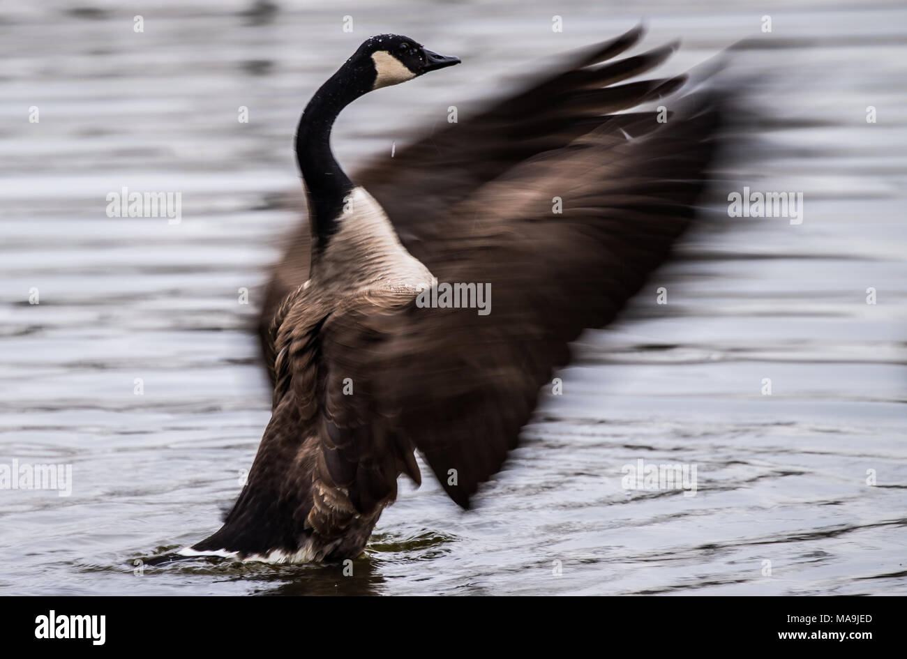 26 March 2018, Germany, Frankfurt am Main: A Canada goose spreading its  wings. The city of
