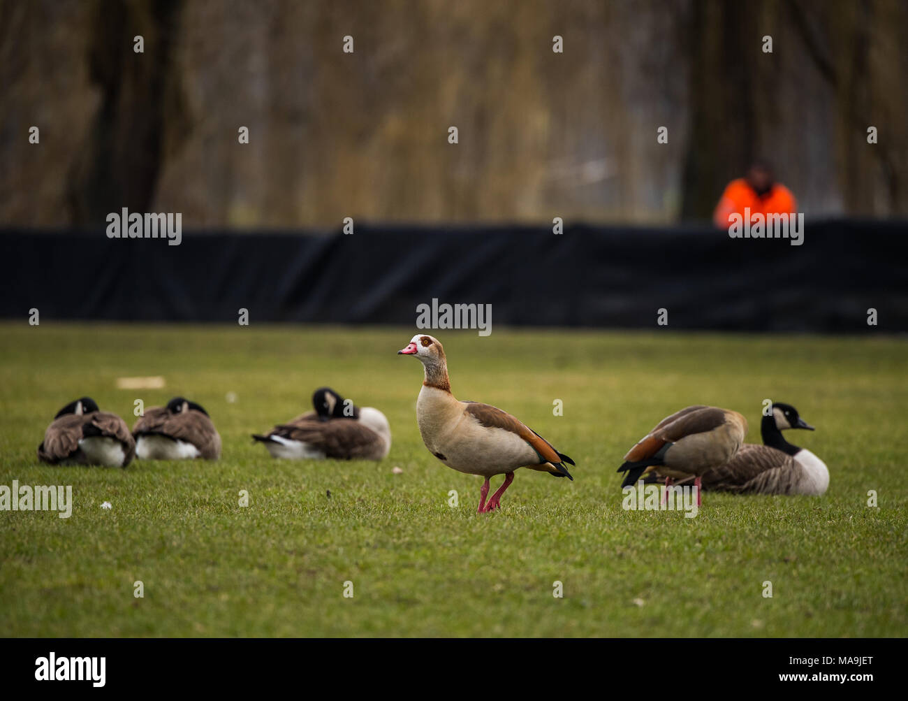 26 March 2018, Germany, Frankfurt am Main: Several geese resting and  standing on the lawn in the Ostpark. The city of Frankfurt has declared war  on the birds with the "Nile Geese
