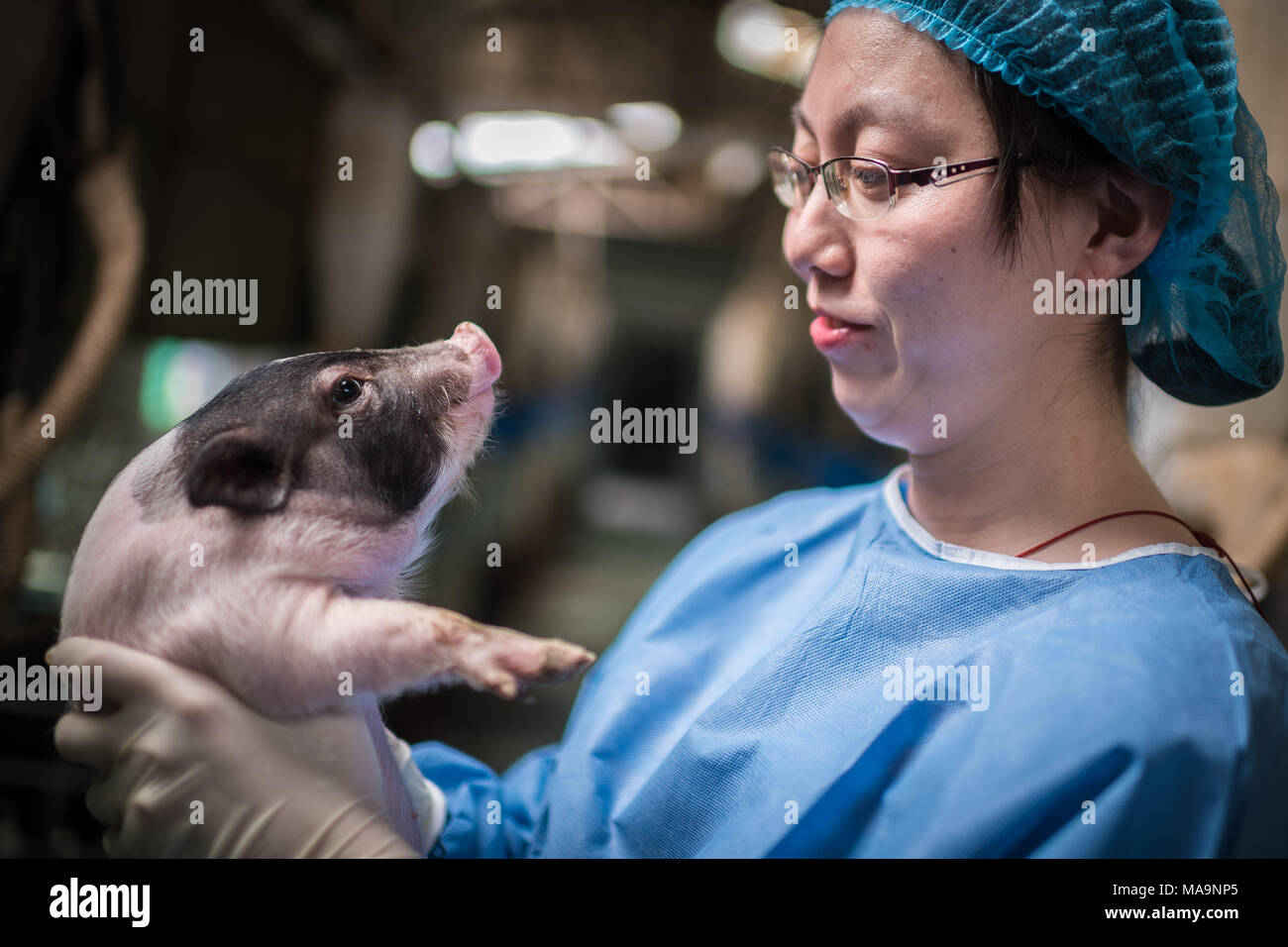 Team of pigs hi-res stock photography and images - Alamy