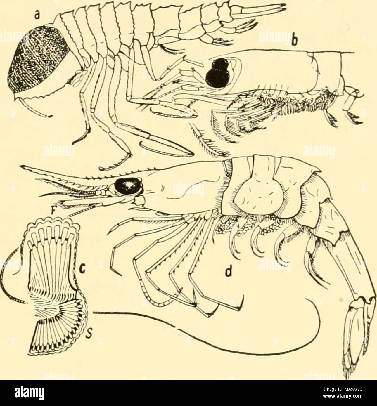 . Ecological animal geography; an authorized, rewritten edition based on Tiergeographie auf ockologischer grundlage . Fig. 69.—Deep-sea crustaceans with enlarged eyes, a, a hyperine, Cyrtisoma spinosum; b, an euphausid, Thysanoessa gregaria; c, eye of an euphausid, Stylocheiron mastigophorum in vertical section, in which F is the anterior and S the lateral eye; d, a caridid, Pandalus magnoculus. a, b, and d from the Chal- lenger report; c after Chun. benthal (Fig. 69d) .19 In the pelagial many amphipods (Fig. 69a), schizopods (Fig. 696), and sergestids agree in the possession of en- larged eye Stock Photo