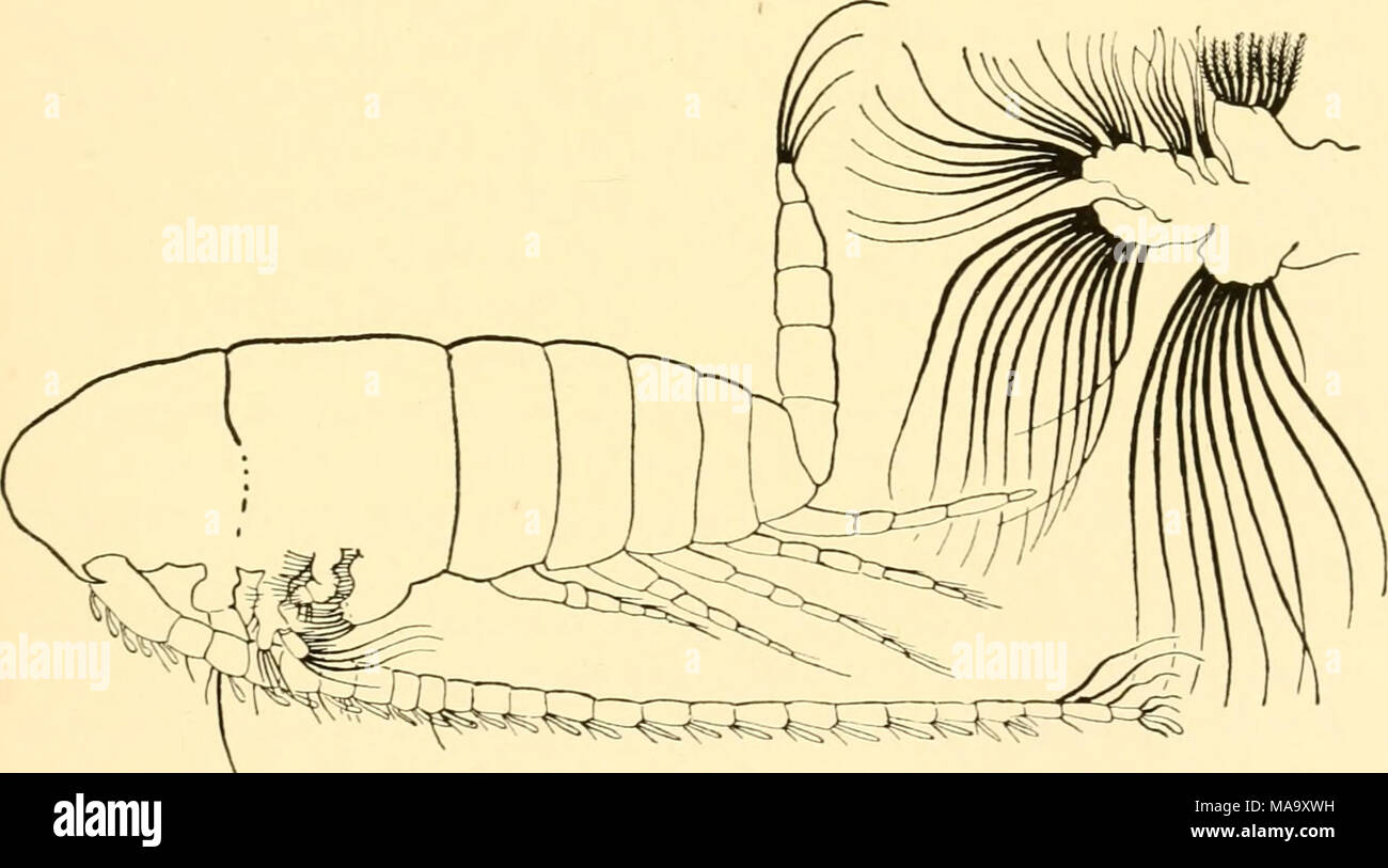 . Ecological animal geography; an authorized, rewritten edition based on Tiergeographie auf ockologischer grundlage . Fig. 59.—The copepod Calanus finmarchicus, X 26. The antenna used as an oar at the left, the maxilla (greatly enlarged), with its bristles, at the right. After St. Brady. animals to the depths at which they can maintain themselves. Numer- ous Metazoa exhibit the same phenomenon; for example, the arrow- worm, Sagitta hexaptera, which inhabits the lighted pelagial, is larger and more mature, the deeper the source of specimens.14 The little fish Cyclothone microdon increases in si Stock Photo