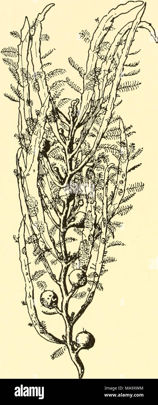 . Ecological animal geography; an authorized, rewritten edition based on Tiergeographie auf ockologischer grundlage . Fig. 62.—Floating piece of sarga?- sum, covered with the hydroids Aqlao- phenia and Clytia, the bryozoan Mem- branipora, and the tube building worm Spirorbis. After Hentschel. Stock Photo
