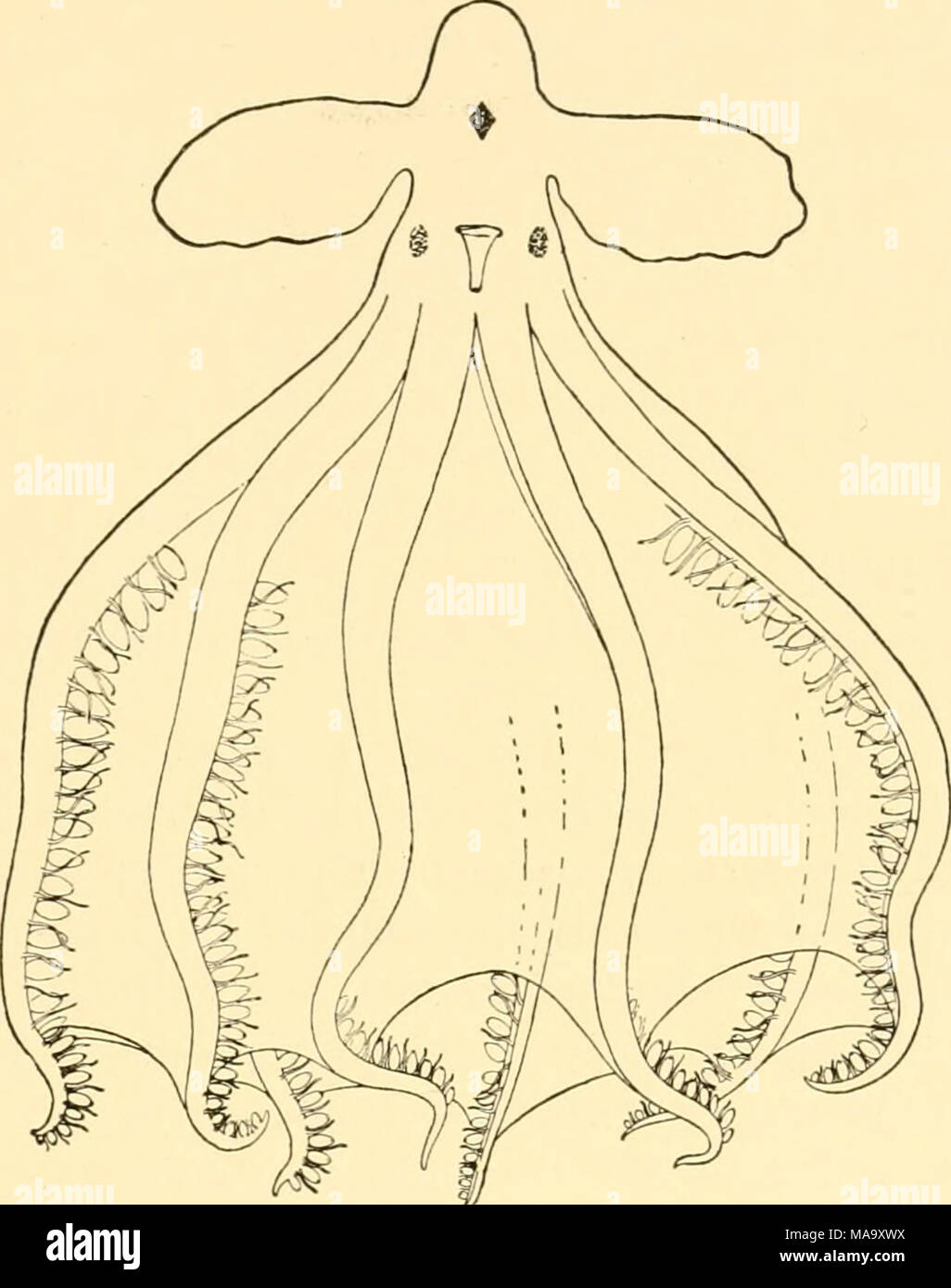 . Ecological animal geography; an authorized, rewritten edition based on Tiergeographie auf ockologischer grundlage . Fio. 56.—Cirrothauma murrayi, a pelagic octopod. After Chun Stock Photo
