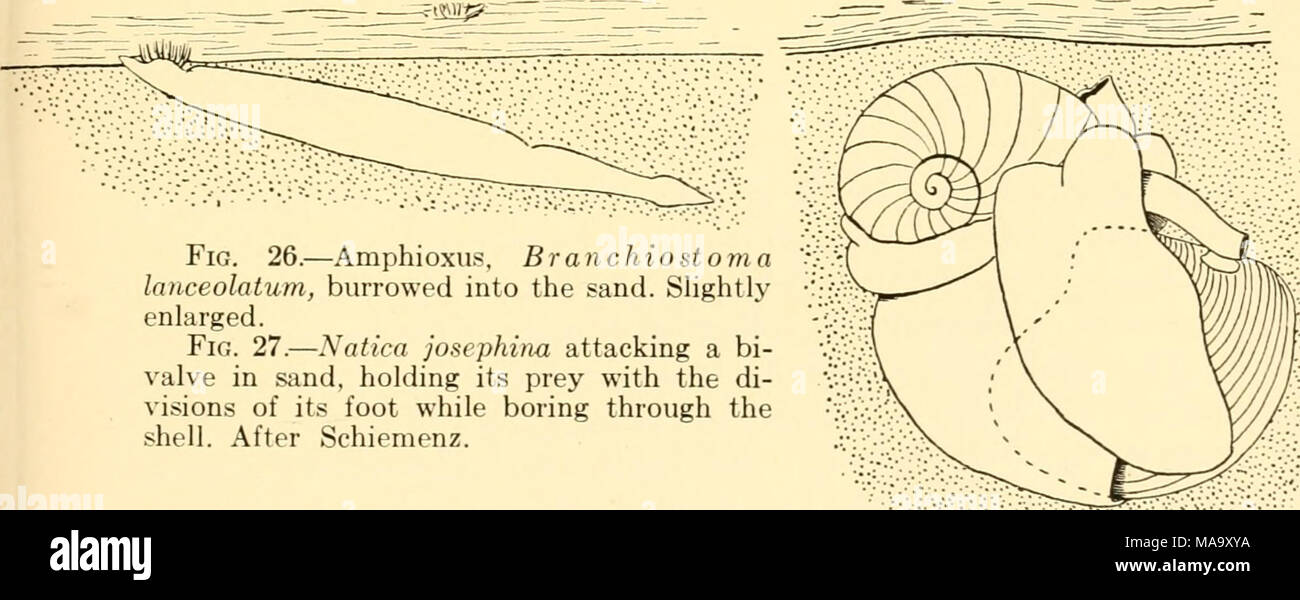 . Ecological animal geography; an authorized, rewritten edition based on Tiergeographie auf ockologischer grundlage . Fig. 26.—Amphioxus, Branchiostoma lanceolatum, burrowed into the sand. Slightly enlarged. Fig. 27.—Natica josephina attacking a bi- valve in sand, holding its prey with the di- visions of its foot while boring through the shell. After Schiemenz. Fig. 27 eyes are only slightly movable, with their fields of vision overlapping only a little (10-30°), the eyes of the flatfishes and of other bottom dwellers are very mobile and their fields of view overlap to the extent of 35-80°, ac Stock Photo