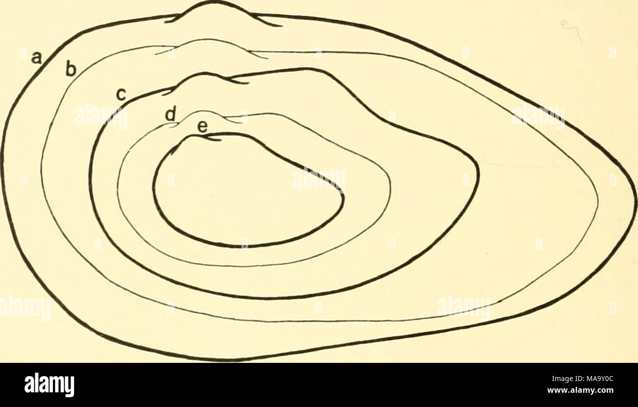. Ecological animal geography; an authorized, rewritten edition based on Tiergeographie auf ockologischer grundlage . Fig. 5.—Outline, average size, and shell thickness (heavy contour = thick shell) of five forms of Anodonta cygnea at their centers of distribution: a, forma typica; b, var.cellensis; c, var.piscinalis; d, var.anatina; e, var.lacustnna. After Buchner. corals are famous for their diversification and adaptability, and their environmental conditions have such great variation that each indi- vidual branch may be subject to special conditions, and there are almost as many modificatio Stock Photo