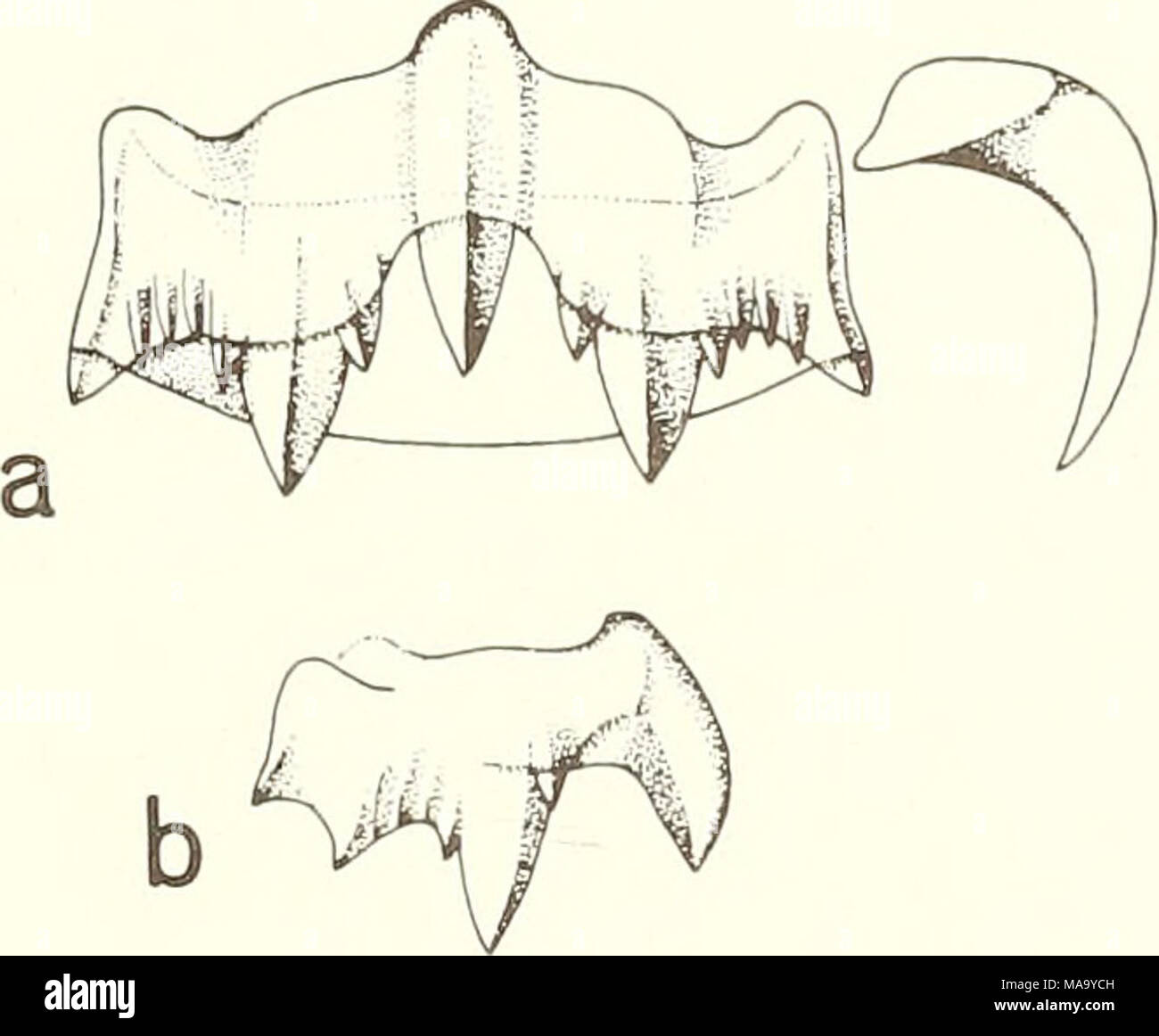 . The Echo . Figure 1?. Ocenebra erinacea, 2/3 of a transverse radular tooth-row (a); side view of a rachidian tooth (b). 63 Stock Photo