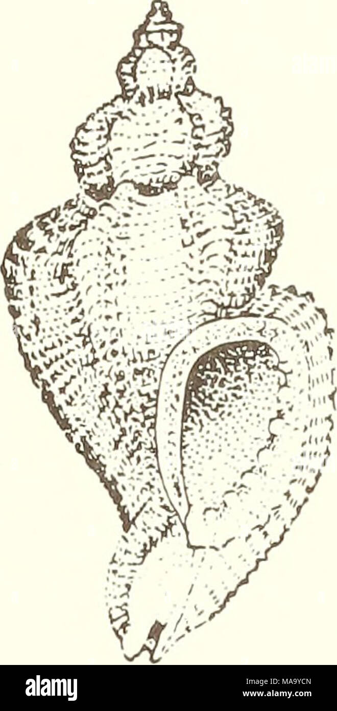 . The Echo . Figure l6. Ocenebra foveolata, shell, Stock Photo