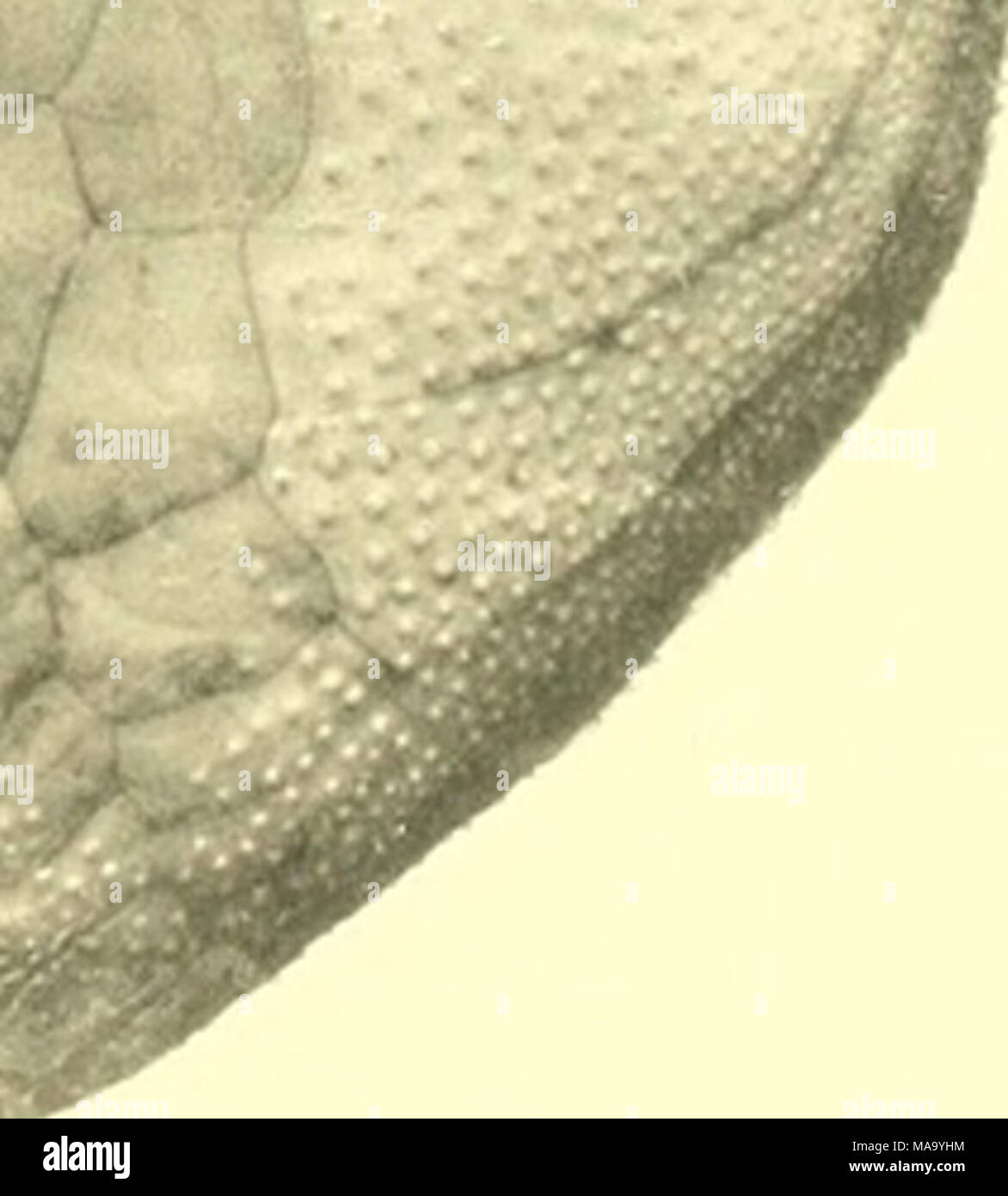 . Echinoidea . Th. Uloch fol. I'mhl .V Crnne plinliilmi. I—3 Spatangus altus Ltk. 4—.5 Spatangus Raschi Lov. 6—T Bi-isaster (Schizaster) fragilis {Diih. Kor.). Stock Photo