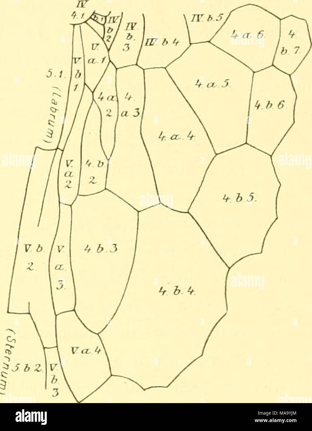 Genitalis test