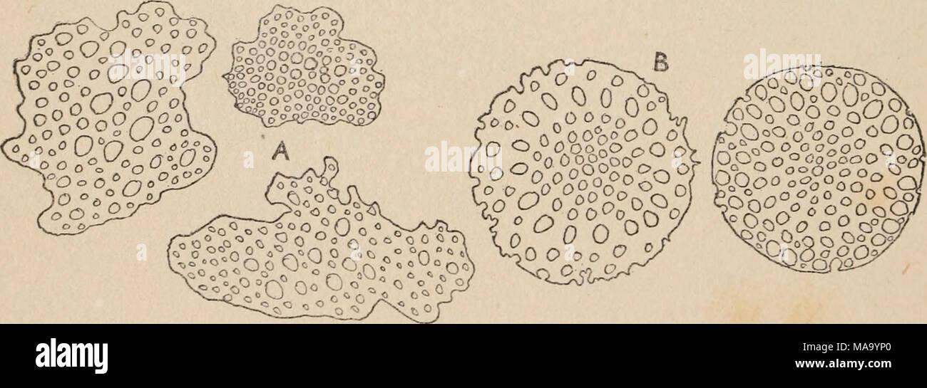 . Echinoderms of Connecticut . FIG. 24. Cucumaria pulchorrima. Outlines of calcareous plates. A, from cloaca; B, terminal disks of pedicels. (X 150.) In the tentacles there are a few small plates of very irregular outline, with an occasional one of much larger size. Stock Photo