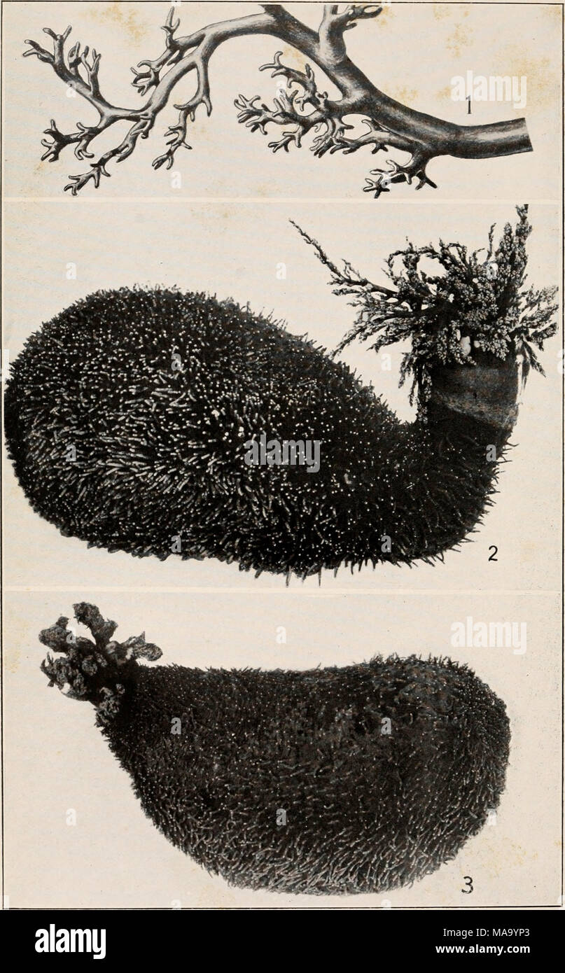 . Echinoderms of Connecticut . PLATE XXXI. Common Thyone, Thyone briareus. Stock Photo