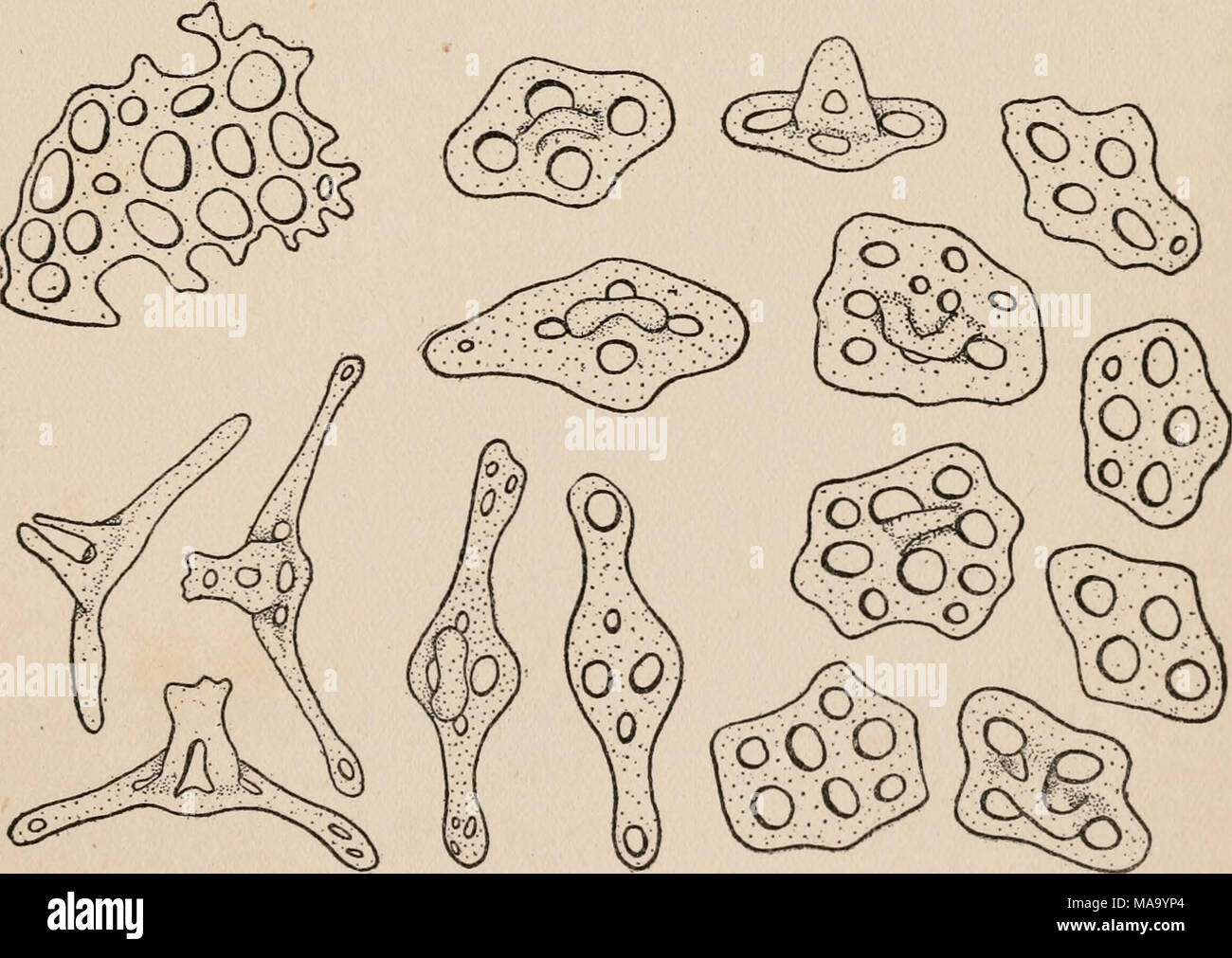 . Echinoderms of Connecticut . X.TOO FIG. 23. Cucumaria pulcherrima. Outlines of calcareous plates. The upper left-hand plate is from a tentacle; the three lower left-hand plates are from tine pedicels; all the others are from the body wall. (X3oo.) Stock Photo