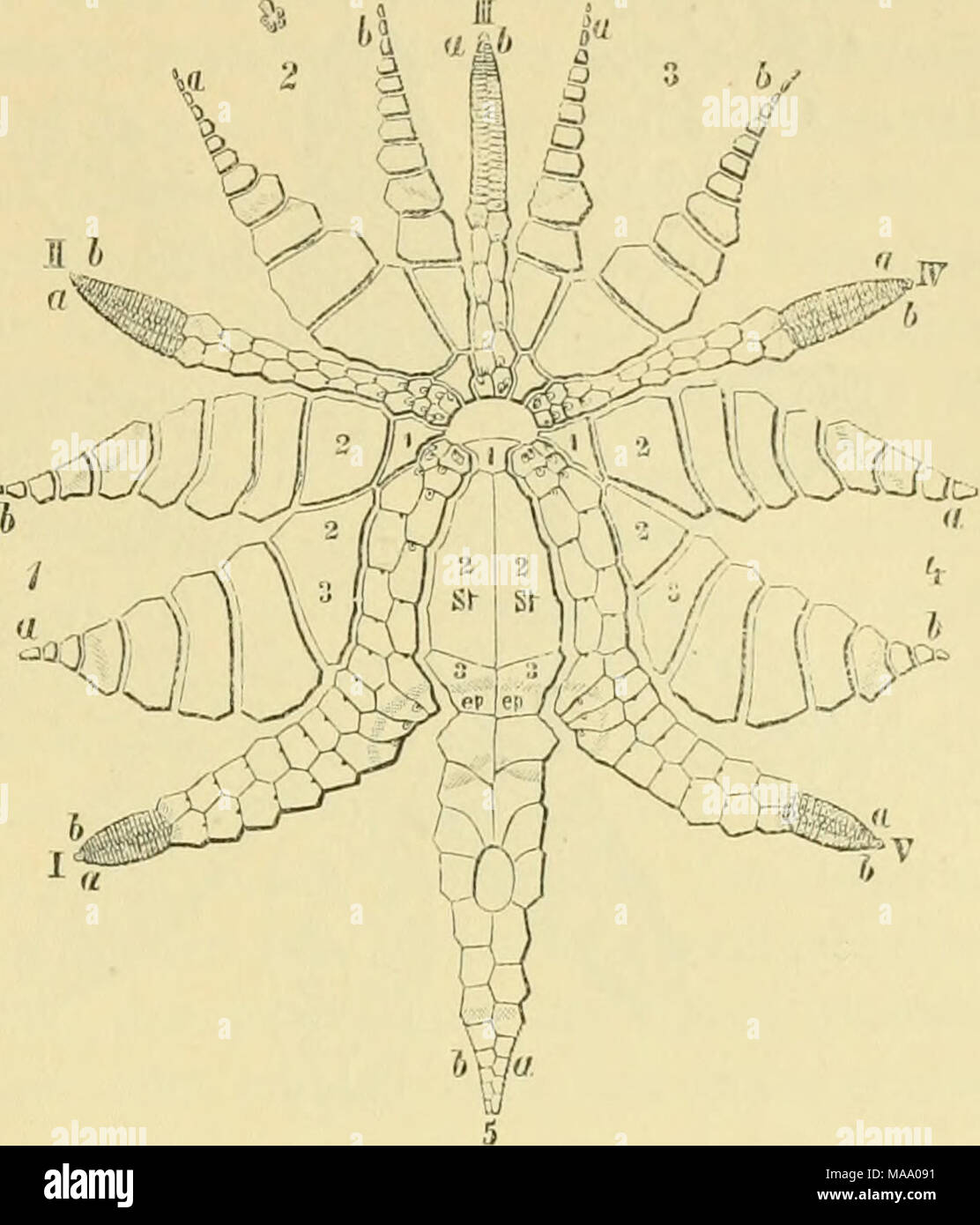 . Echinodermen (Stachelhäuter) . linken Seite des Biviums, von links