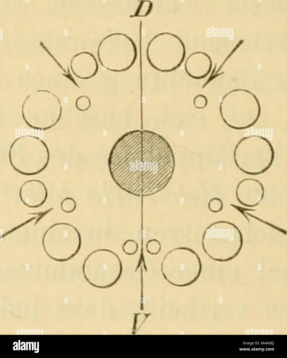 . Echinodermen (Stachelhäuter) . Fig. 11. Schema über die Anordnung der grossen (und mittelgrossen) und kleinen Fühler hei Pseiidnaicumis nfrirana (Semp.). Fig. 12. Desgleichen von Pfseudocucumis acicula (Semp.). Der mittlere schraflirfe Kreis bedeutet die Lage der Mundöffnung, Z)Fdie Lage der dorso-ventralen Medianebene, die nicht schrafiirten Kreise die Lage und relative Grösse der Fühler, die Pfeile die Richtung der Badien. und vielen anderen Arten dieser Gattung wechseln fünf Paar grosse mit iunf Paar kleinen. — Bei Pseudocucumis africana (Semp.) und acicula (Semp.) sind grosse (mittelgros Stock Photo