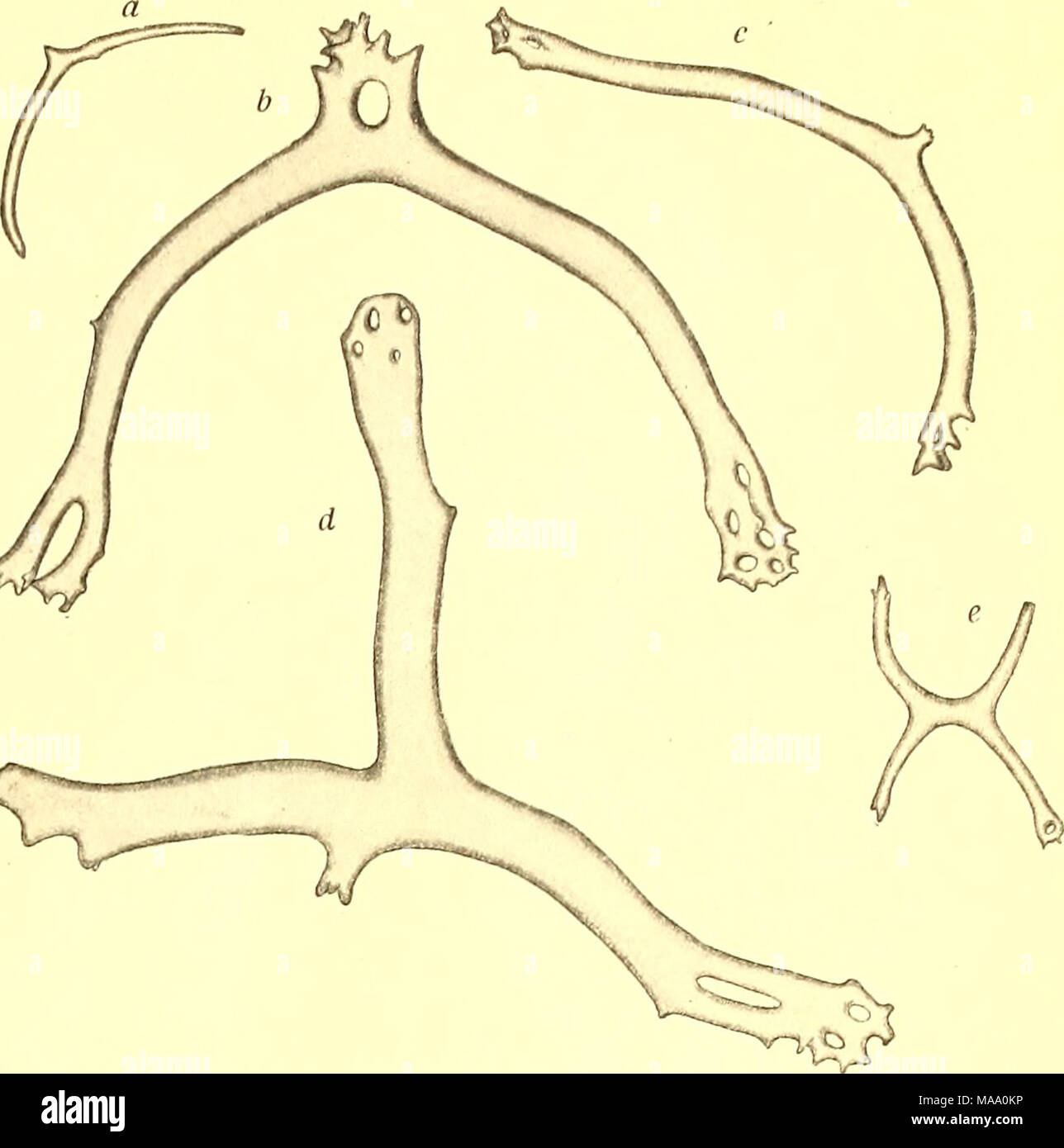 . Echinodermata . Fig. 9. Calcareous deposits from tentacles of Cucumaria abyssorum Theel. tross&quot; took it off the west coasts of Central America and Mexico, 1656—4084 m., temp. 2.1—2.9° Cel. and the &quot;Hirondelle&quot; at the Azores, 2870 m. Thus the species has a world-wide distribution. Holothuria tubulosa Gmelin. Holothuria tubulosa Gmelin, Syst. Nat., ed. 13, 1788, p. 3138. 20/s. Stat. 37, 26° 6' N., 14' 33' W., 39 m., shingle. Common. The specimens were chestnut brown on the dorsal and lemon yellow on the ventral side. Holothuria tubulosa is known from the Mediterranean, the Canar Stock Photo