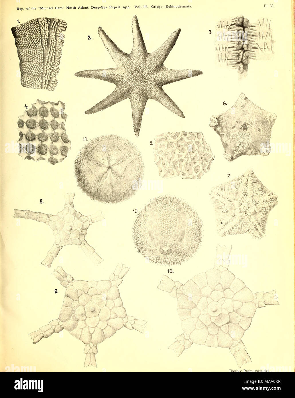 Phylum echinodermata classification hi-res stock photography and images ...