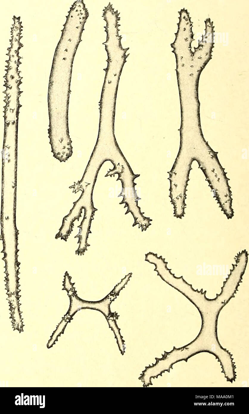 . Echinodermata . Fig. 2. Calcareous deposits from the tube-feet of Peniagone wyvillii Theel. The colour of the specimen in formol was hyaline reddish, put into alcohol it changed to grayish. The disc of the tentacles was pale red. The specimens agree closely in appearance with P. wyvillii, and I have therefore referred them to that species. Theel indeed states that P. wyvillii, like the other species of the genus Peniagone, has 10 tentacles, Stock Photo