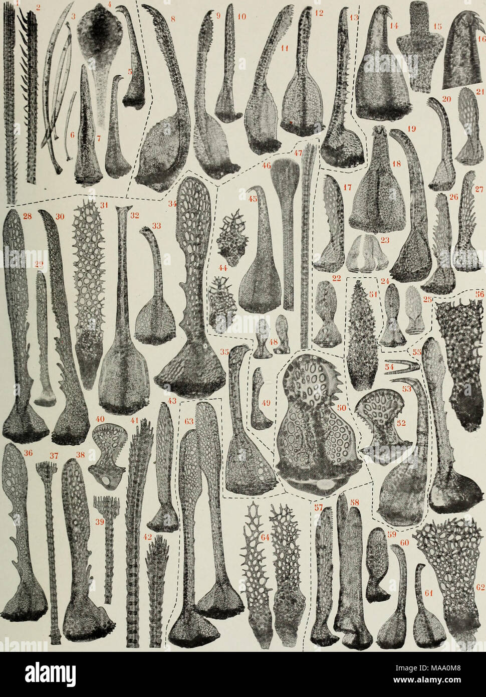 . Echinoderma of the Indian Museum ... Collected by the Royal Indian Marine Survey ship Investigator. .. . • R. Koehler pliot. S'^^ Ljonnaise de Pliotocliromogravure 1-7 PSEUDOMARETIA ALTA. 8-13 MARETIA PLANULATA. 14-27 PARASTER GIBBERULUS. 28-43 BRISSOPSIS OLDHAMI. 44-49 PRYMNASTER ANGULATUS. 50 BRISSOI'SIS DUPLEX. 51-54 BRISSOPSIS LUZONICA. 55-62 BRISSOPSIS PARALLELA. 63 et 64 BRISSOPSIS BENGALENSIS. Stock Photo