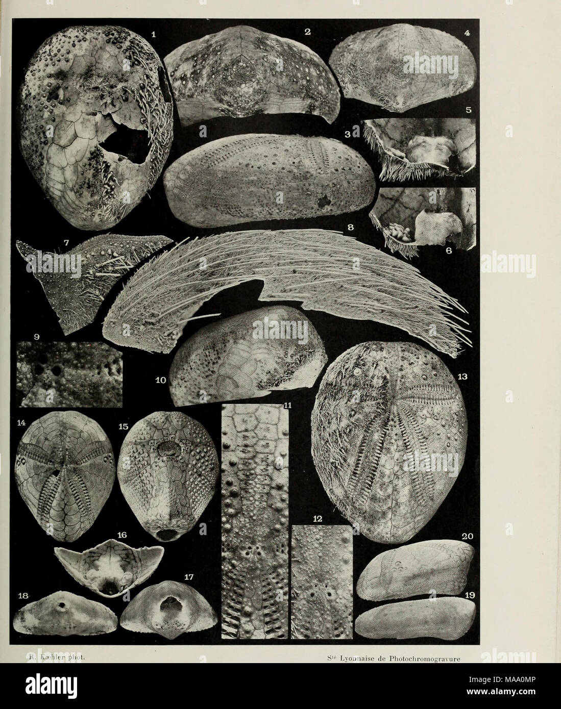. Echinoderma of the Indian Museum ... Collected by the Royal Indian Marine Survey ship Investigator. .. . 1, 3, 4, 10-13 la'RYPNEUSTES RUBENS. 2 EURYPNEUSTES DENUDATUS. 5 et 6 LOVEXTA ELOXGATA. 7 et 8 LIXOPXEUSTES SPEGTABILIS. 9, 11-17 et 20 1&gt;SEUD( )MARETIA ALTA. 18 et 19 MARETIA PLANULATA. Stock Photo