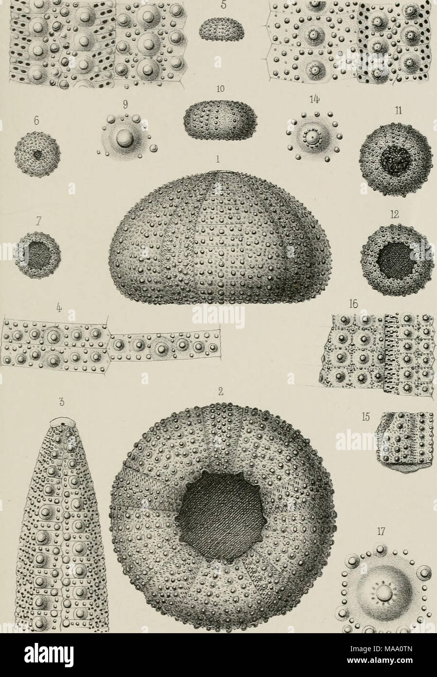 Echinides Fossiles Des Pyrenees V Quot U Lt 1 Quot T Y Quot T V O G Amp Psiimnieram Af Cailliatldl Da Or V Bid Tltxm Is Urtteau A Becquet Paris W I4 Heeertiayiferidanenslf Cutteau Echinides Fossiles Des Pyrenees V Quot U Lt 1 Quot T Y Quot T V O G Amp Psiimnieram Af Cailliatldl Da Or V Bid Tltxm Is Urtteau A Becquet Paris W I4 Heeertiayiferidanenslf Cutteau