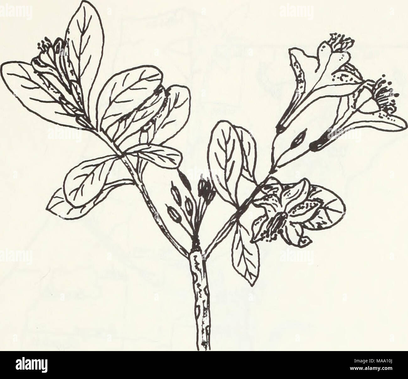 . Eastern states endangered plants . Description: Range: Chapman Rhododendron Rhododendron chapmanii An evergreen shrub that grows to about 2 m (6 1/2 ft.) tall. Short, alternate leaves with entire margins and oval in shape. Surface of leaves wrinkled with brown dots. Terminal rose pink flowers appearing in clusters. The five slightly unequal petals are fused at the base with 10 stamens projecting out of each flower. Flowering occurs in March and April. Found in Clay, Gulf, Gadsden and Liberty Counties, Florida. The Clay County population is located on a National Guard installation. Habitat: G Stock Photo