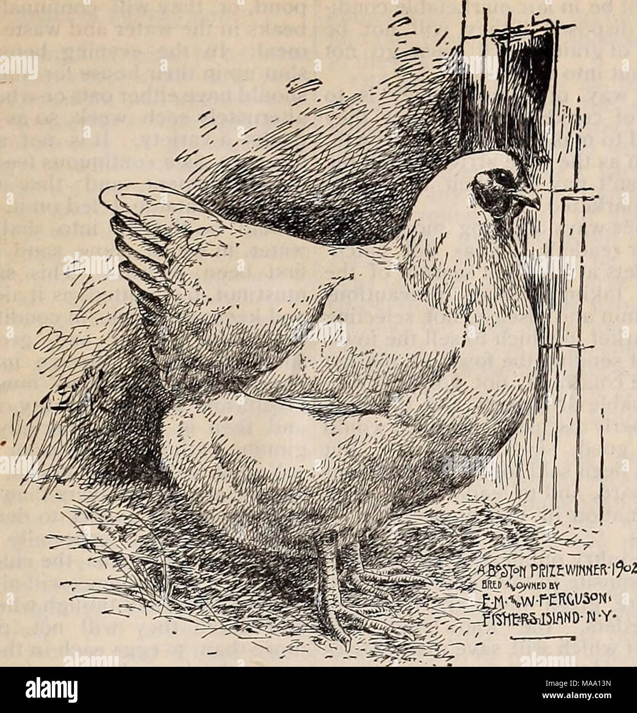 . The Eastern poultryman . A BOSTON PRIZE-WINNER, 1902. Ou'iied by Fishers Island Farm. heat required to heat tlie buildinf;: during the coldest weather. The upper half of the brooder-house is divided into pens with high wire par- titions between, and is arranged for the care of larger and okler chickens. In front of each of these pens for about half of this half are hot-water pipe brooders built for the accommodation of large chickens. Every pen is connected at each corner with the other by a small door, which is used to drive the chickens through when changing from one pen to another, thus a Stock Photo