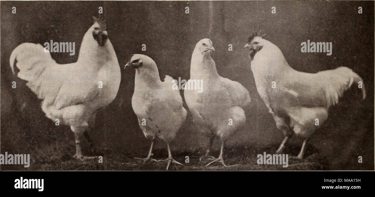 . The Eastern poultryman . First and Second Cockerel, First and Second