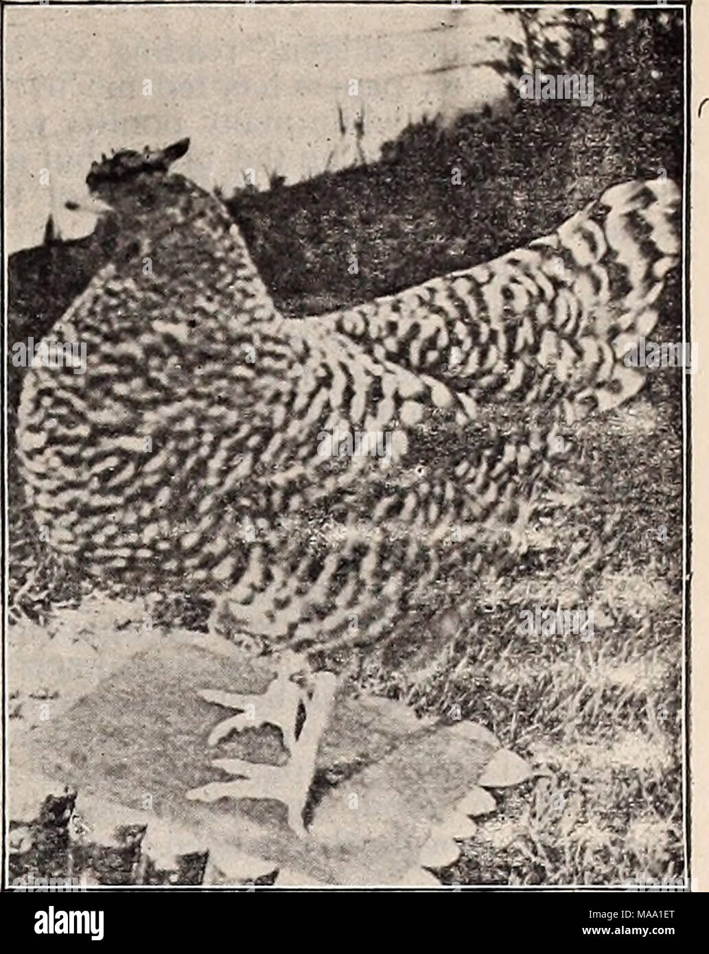 . The Eastern poultryman . First Prize Dominique Hen, Madison Square Garden, owned and bred by W. M. Shaylor, Lee, Mass. THE AMERICAN DOMINIQUE. One of the Oldest and Most Valuable Gen- eral Purpose Fowls in America. (Written for the Eastern Poultryman.) As the name indicates they are of an American origin, at least they were bred in this country as far back as the days of the early Puritans, although from no fault of theirs, this breed has been overlooked and neglected in the never-ending search for something new under the sun. They certainly are the very best mothers, among the best winter l Stock Photo