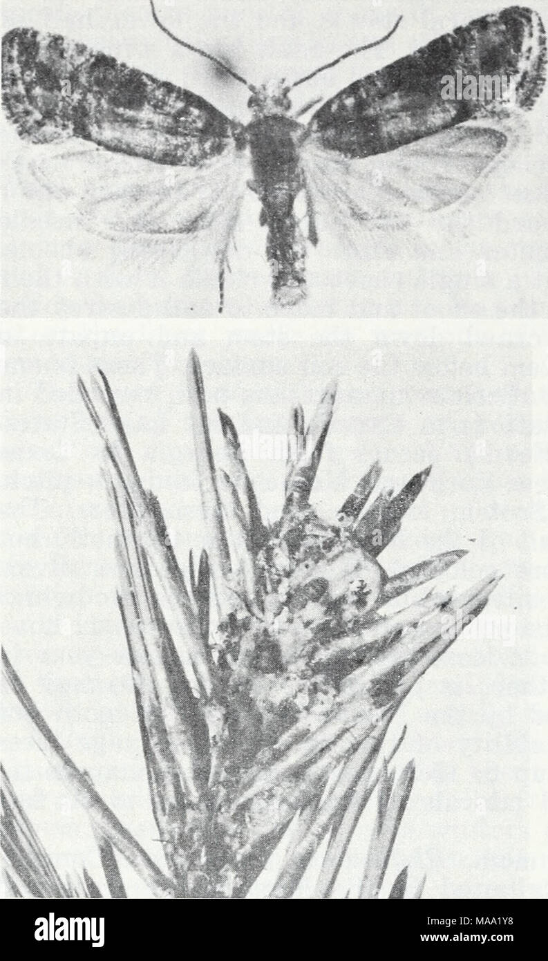 . Eastern forest insects . F-494206, 494207 Figure 143.—Adult and lar- vae of the Nantucket pine tip moth, Rhyacionia frus- trana. webs between buds, or between buds and needles; they feed in the buds. When a bud is consumed, the larva moves to another bud on the same or a different shoot. Eventually, the connective tissue of the tip is severed, and the damaged portion turns brown. The larva continues to feed within the shoot and bud. Once hav- ing consumed the bud, it bores down the center of the stem. The larval period lasts for 2 to 4 weeks. Toward the end of this period, the larva construc Stock Photo