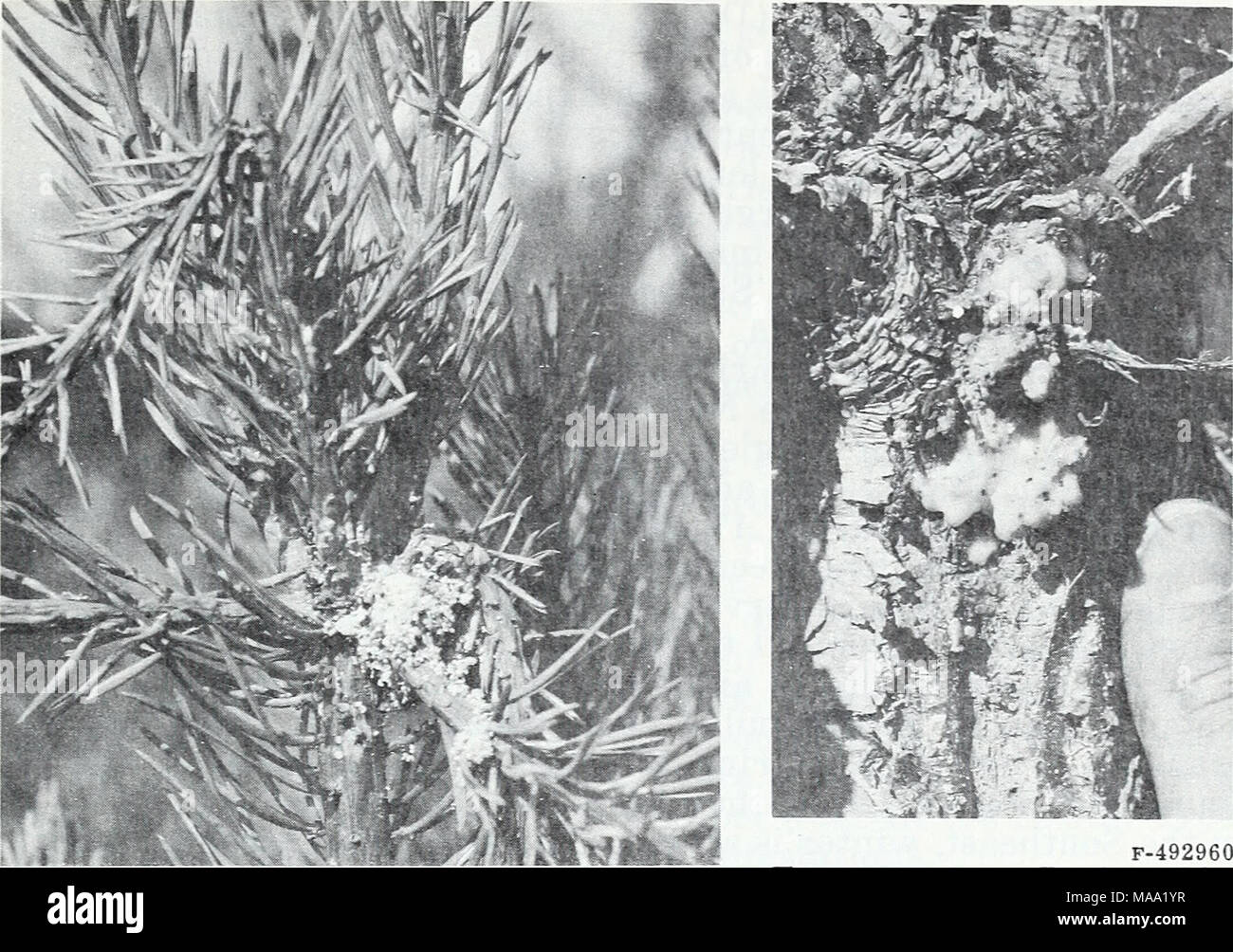 Burl Insect . Eastern forest insects . F-492959 Figure 139.—Damage to young pine by ...