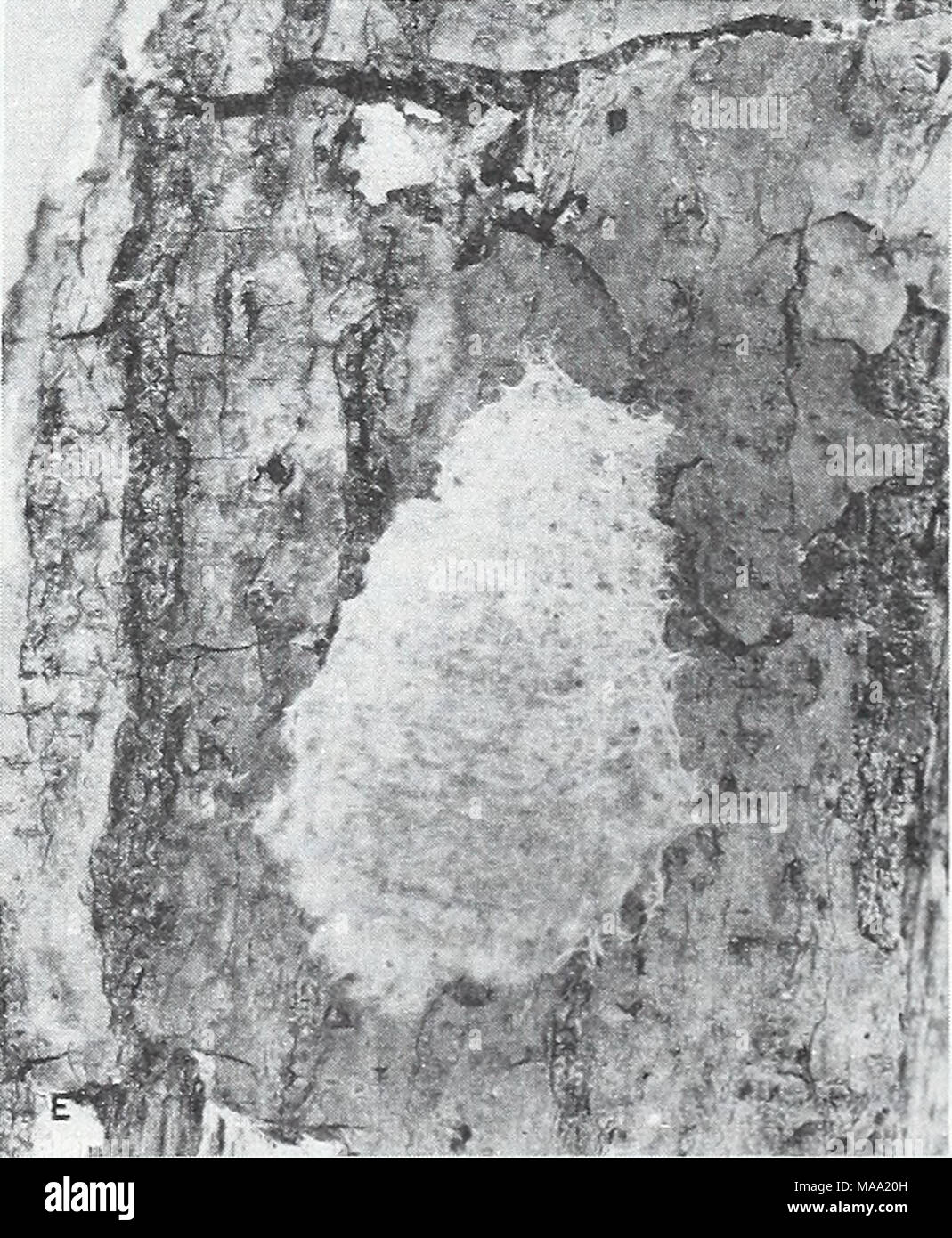 . Eastern forest insects . F-489191-5 Figure 123.—Life stages of the gypsy moth, Porthetria dispar: A, adult male moth; B, adult female moth; C, female pupa and cast larval skin; D, full-grown larva; E, egg mass laid on bark of a white oak tree. 321 Stock Photo