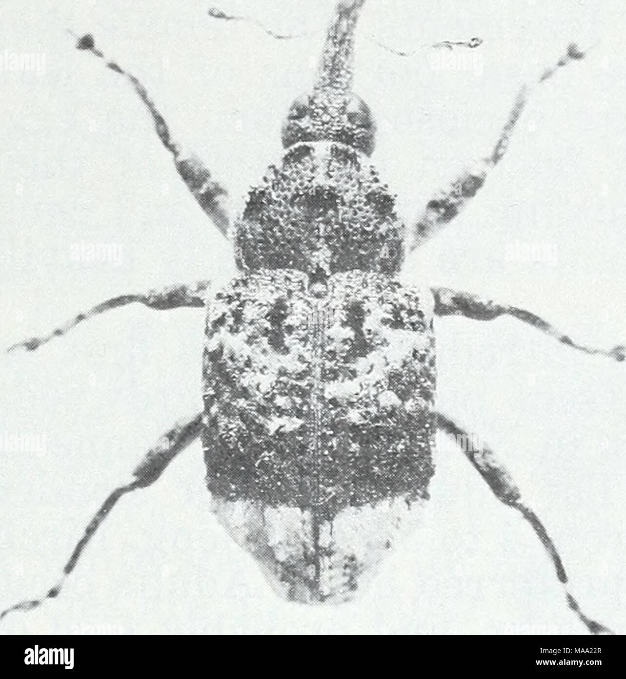 . Eastern forest insects . I Sr F-519950 F-501808 Figure 80.—Adult of the poplar- Figure 81.—Galls in pine produced and-willow borer, Cryptorhyn- by the pine gall weevil, Podapion chus lapathi. gallicola. now known to occur also in Massachusetts, Maine, Connecticut, Vermont, New York, and Pennsylvania. It feeds on a wide variety of species in the genera Thuja, Chamaecyparts, and Juniperus. Certain varieties of T. occidejitalis and C. obtusa appear to be particularly favored. The adult is light brown with grayish wings and is about 6 mm. long. The beak is short, not quite as long as broad, and Stock Photo