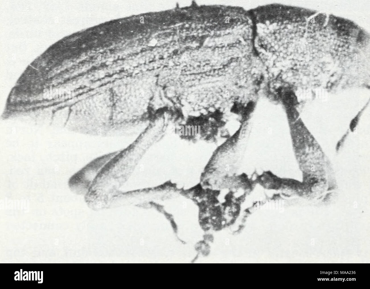 . Eastern forest insects . / I t COURTESY OF DUKE UNIV. SCH. OF POKKST. Figure 76.—Adult of the deodar weevil, Pissodes nemorensis. 212 Stock Photo